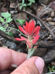 Castilleja lanata