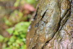 Sangalopsis microleuca