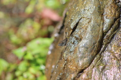 Sangalopsis microleuca