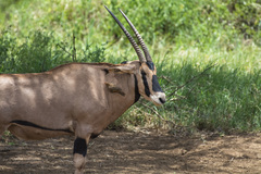 Oryx beisa callotis