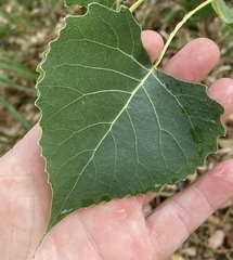 Populus deltoides