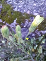 Andryala integrifolia