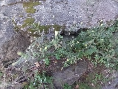 Andryala integrifolia