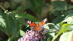 Aglais io