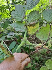 Corylus sieboldiana