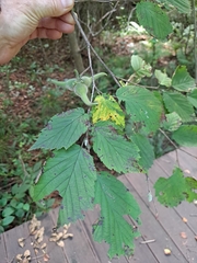 Corylus sieboldiana