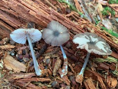 Entoloma fuscosquamosum