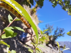 Pyrrhia
