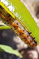 Pyrrhia