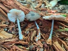 Entoloma fuscosquamosum