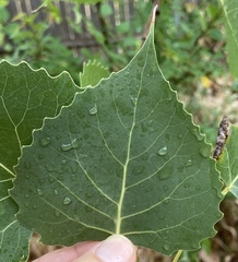 Populus deltoides