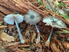 Entoloma fuscosquamosum