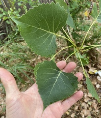 Populus deltoides