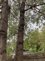 Populus deltoides