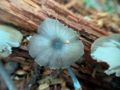 Entoloma fuscosquamosum