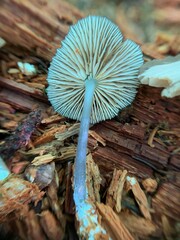 Entoloma fuscosquamosum