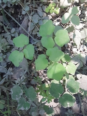 Vancouveria hexandra