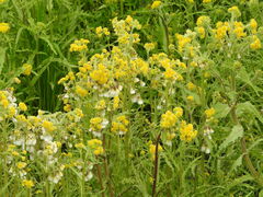 Tephroseris palustris