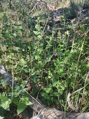 Mirabilis oxybaphoides