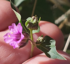Mirabilis oxybaphoides