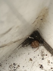 Theridiidae