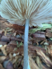 Entoloma fuscosquamosum
