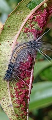 Arctiinae