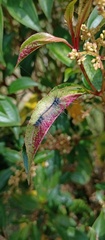 Arctiinae
