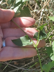 Mirabilis oxybaphoides