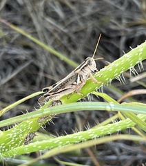 Melanoplus packardii