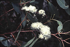 Eucalyptus coccifera