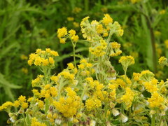 Tephroseris palustris