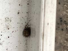 Theridiidae