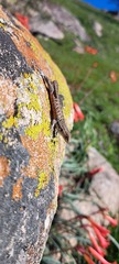 Liolaemus lemniscatus
