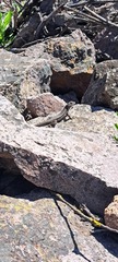 Liolaemus monticola