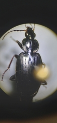 Agonum placidum
