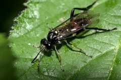 Macrophya militaris