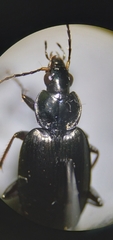 Agonum placidum