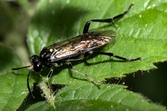 Macrophya militaris