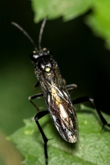 Macrophya militaris