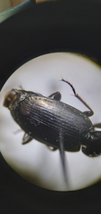Agonum placidum