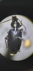 Agonum placidum