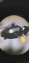 Agonum placidum