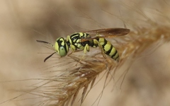 Philanthus multimaculatus