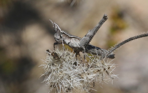 Morsea californica Scudder, 1898