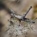 Morsea californica - Photo (c) James Bailey, alguns direitos reservados (CC BY-NC), uploaded by James Bailey
