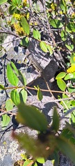 Liolaemus monticola