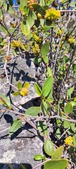 Liolaemus monticola