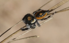 Phidippus californicus