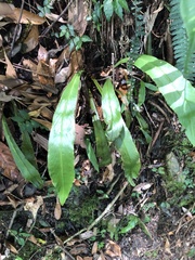 Loxogramme formosana